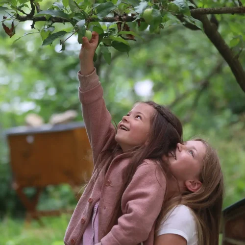 Zwei Kinder pflücken gemeinsam Obst von einem Baum und strecken sich nach den Äpfeln